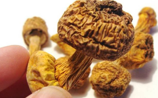 巴西菇、姬松茸烘干機(jī)-怎樣烘干色澤好且菇體褶片完整？