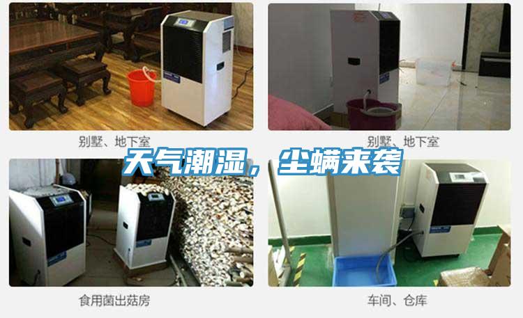 天氣潮濕，塵螨來襲