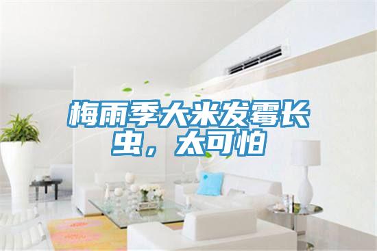 梅雨季大米發(fā)霉長蟲，太可怕