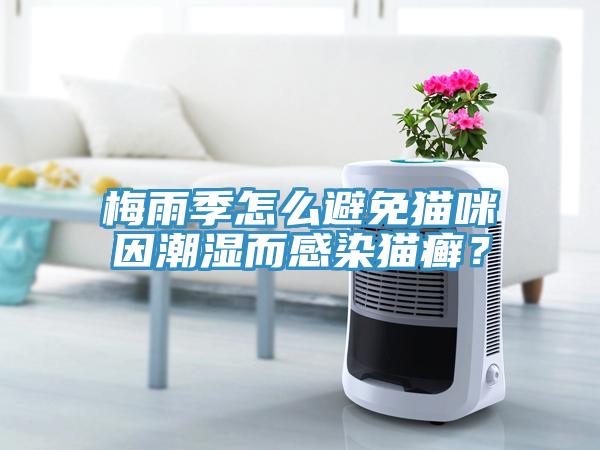 梅雨季怎么避免貓咪因潮濕而感染貓癬？