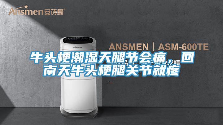 牛頭梗潮濕天腿節(jié)會痛，回南天牛頭梗腿關(guān)節(jié)就疼
