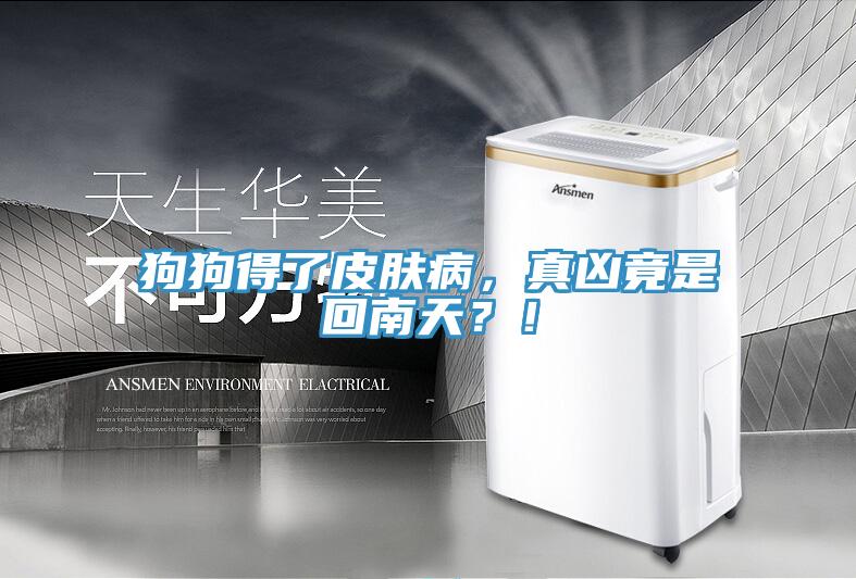 狗狗得了皮膚病，真兇竟是回南天？！