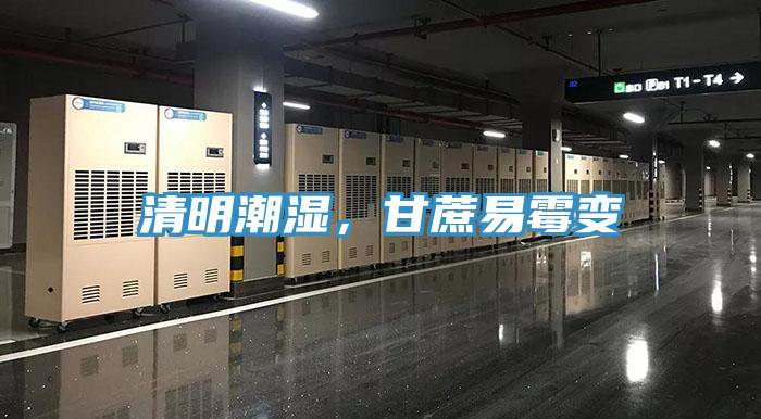 清明潮濕，甘蔗易霉變