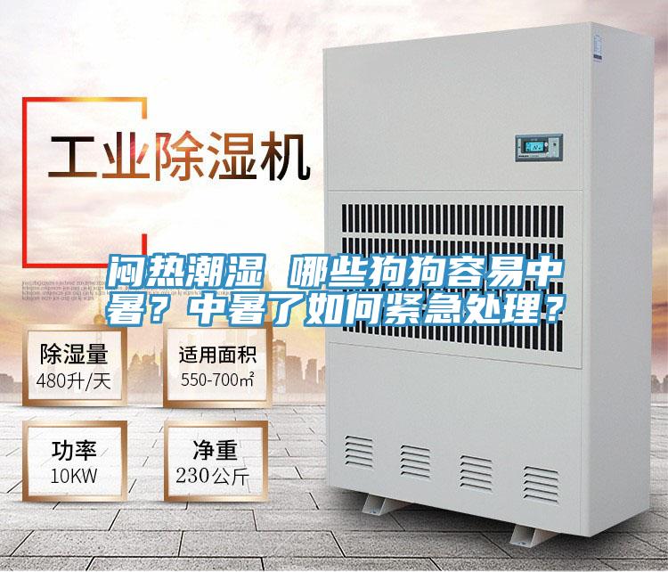 悶熱潮濕 哪些狗狗容易中暑？中暑了如何緊急處理？