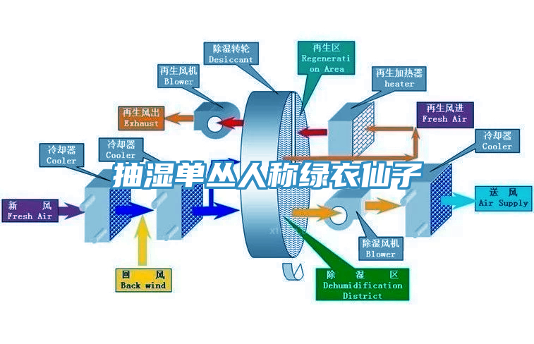 抽濕單叢人稱(chēng)綠衣仙子
