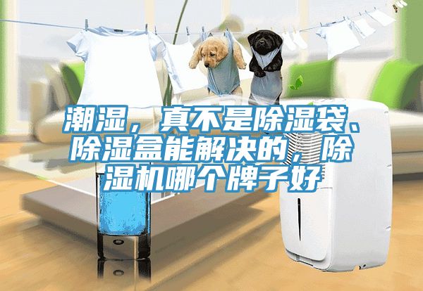 潮濕，真不是除濕袋、除濕盒能解決的，除濕機(jī)哪個(gè)牌子好
