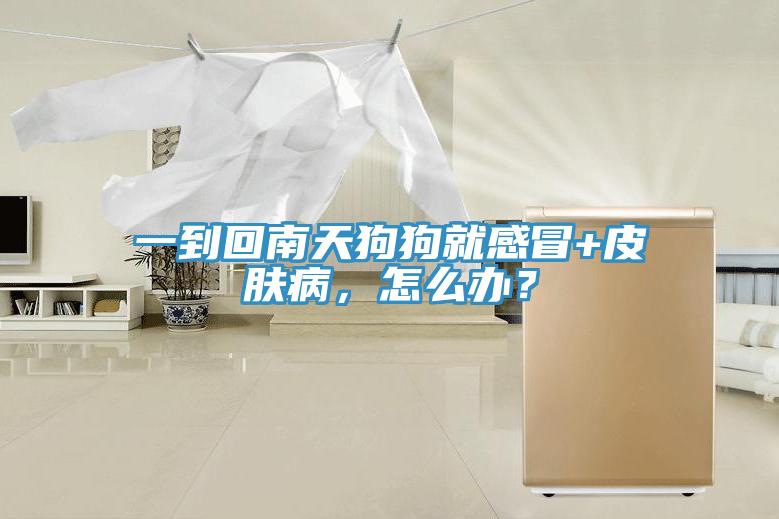 一到回南天狗狗就感冒+皮膚病，怎么辦？