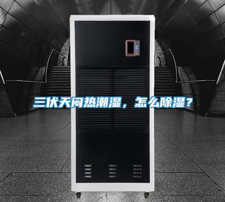 三伏天悶熱潮濕，怎么除濕？