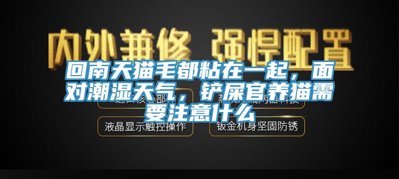 回南天貓毛都粘在一起，面對潮濕天氣，鏟屎官養(yǎng)貓需要注意什么